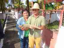 Trabajan en Camagüey por preservar a la iguana cubana